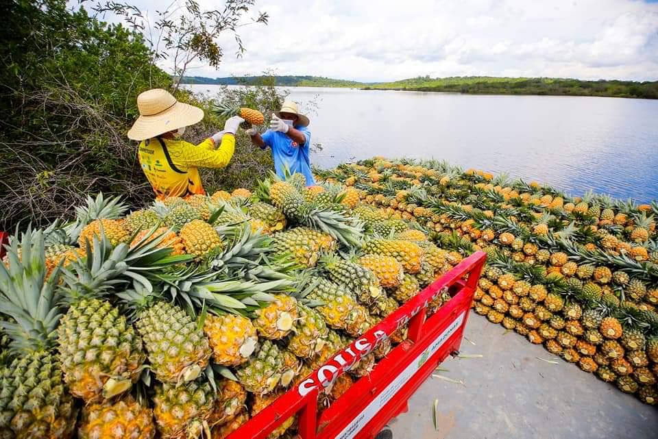 Novo Remanso busca título de abacaxi mais doce do Brasil