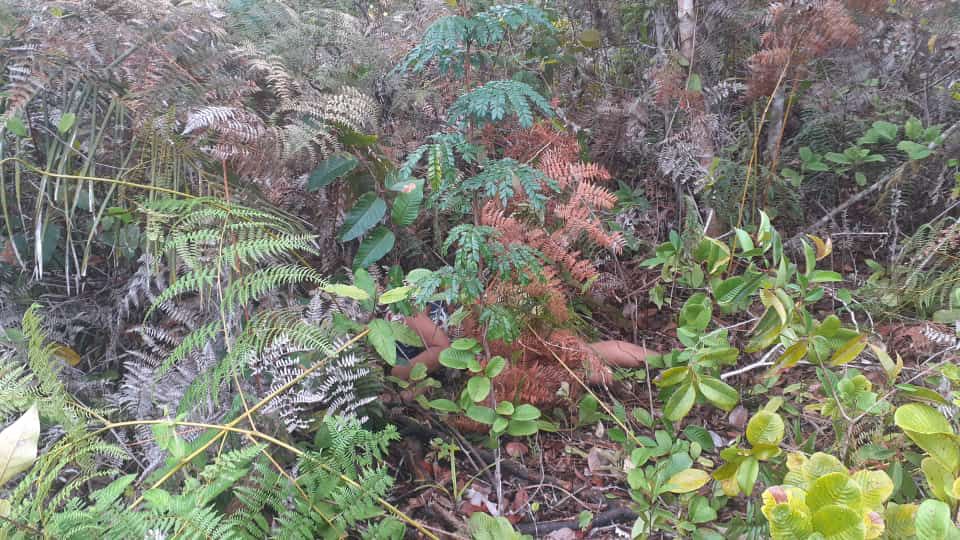 Marido mata esposa com golpe de terçado na cabeça no AM