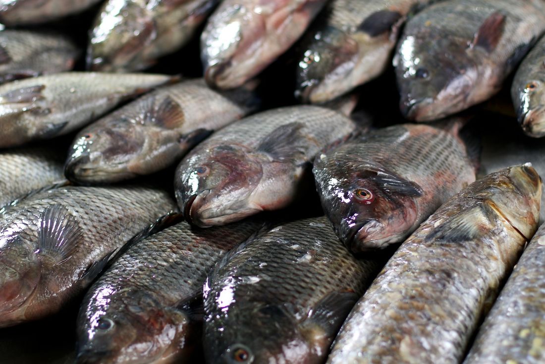 Amazonas registra 132 casos de rabdomiólise