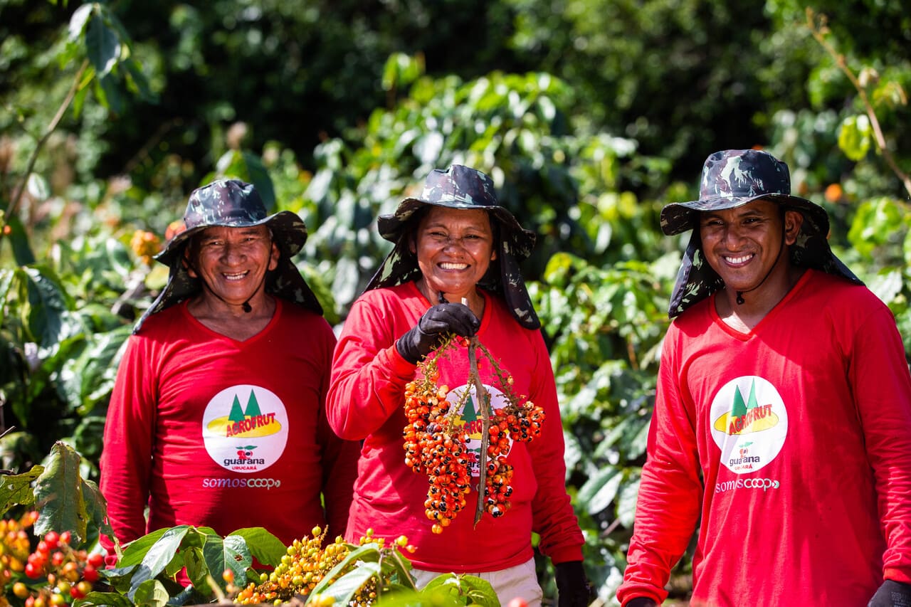 Guaraná mais resistente e produtivo é destaque em programa da Coca-Cola Brasil