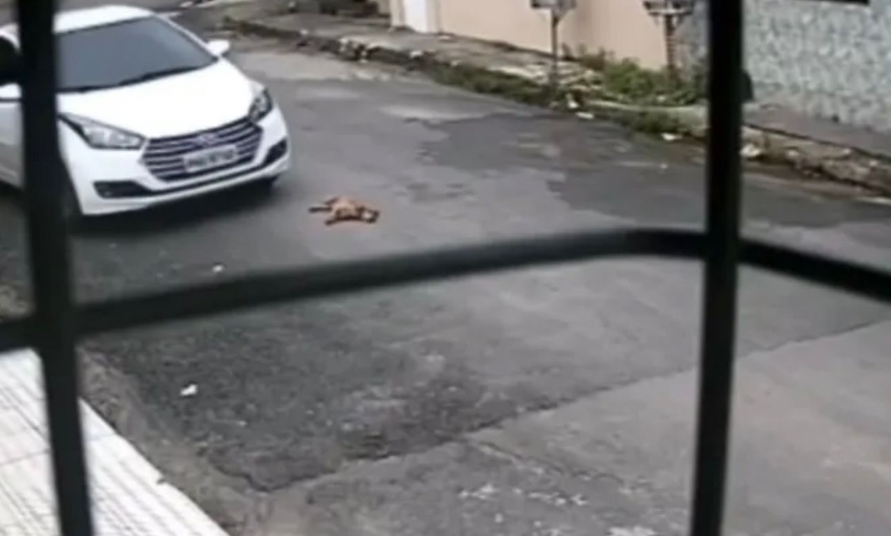 Motorista é acusado de atropelar e matar cadela em rua de Manaus