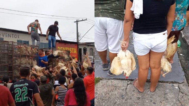 Caminhão distribui frangos vivos no Jorge Teixeira
