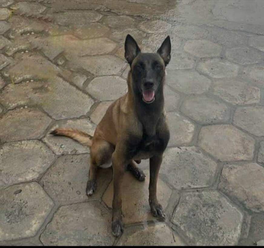 Onça mata cadela condecorada da PM durante operação em Urucará