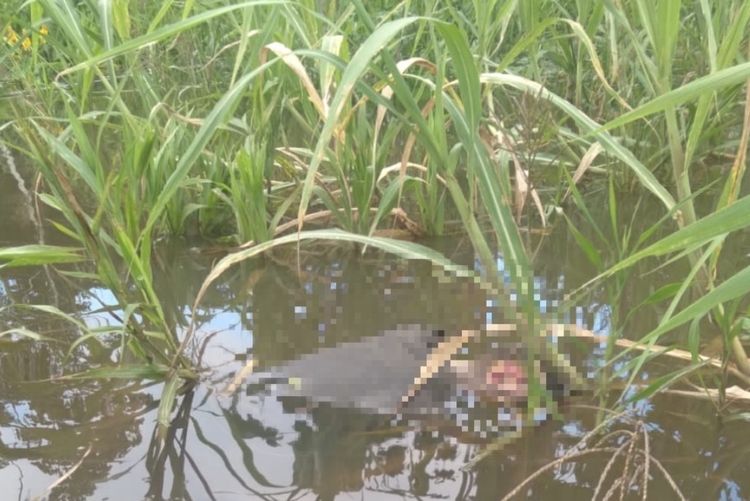 Corpo de homem é encontrado boiando em lago no Iranduba