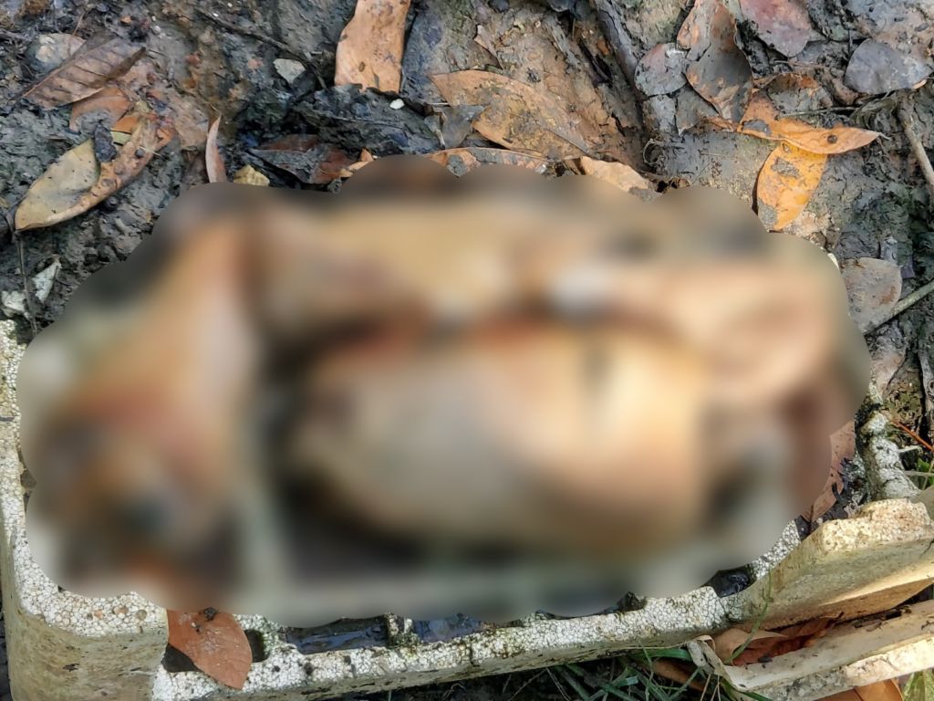 Trabalhadores encontram partes de corpo humano em parque de Manaus