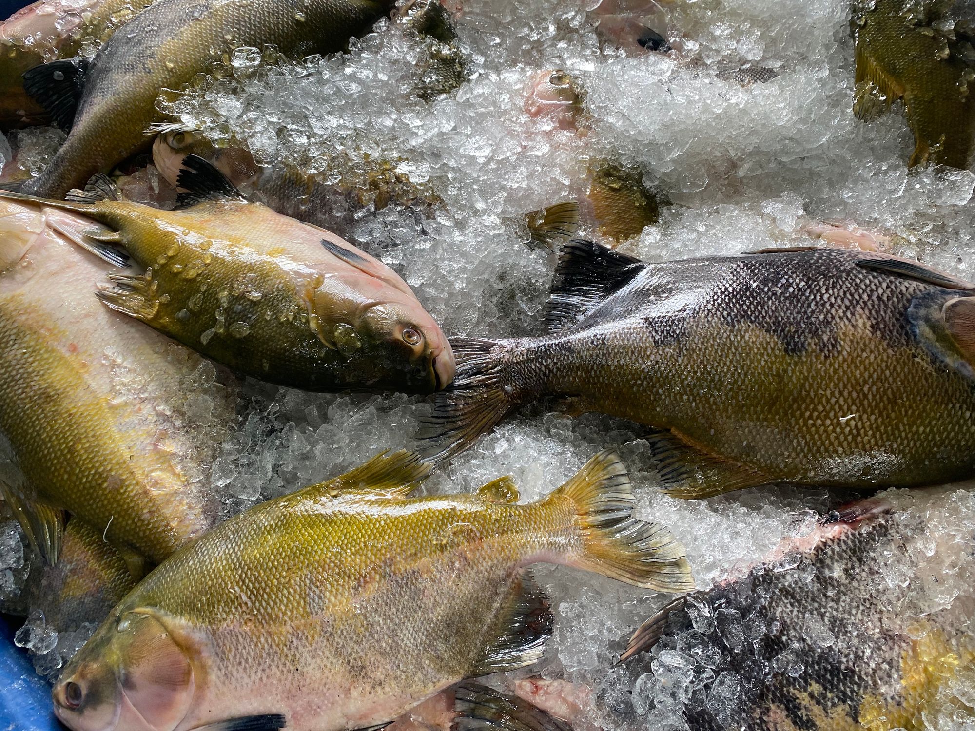 Mais de 12 toneladas de tambaqui são vendidas nesta sexta e sábado na sede da FAS