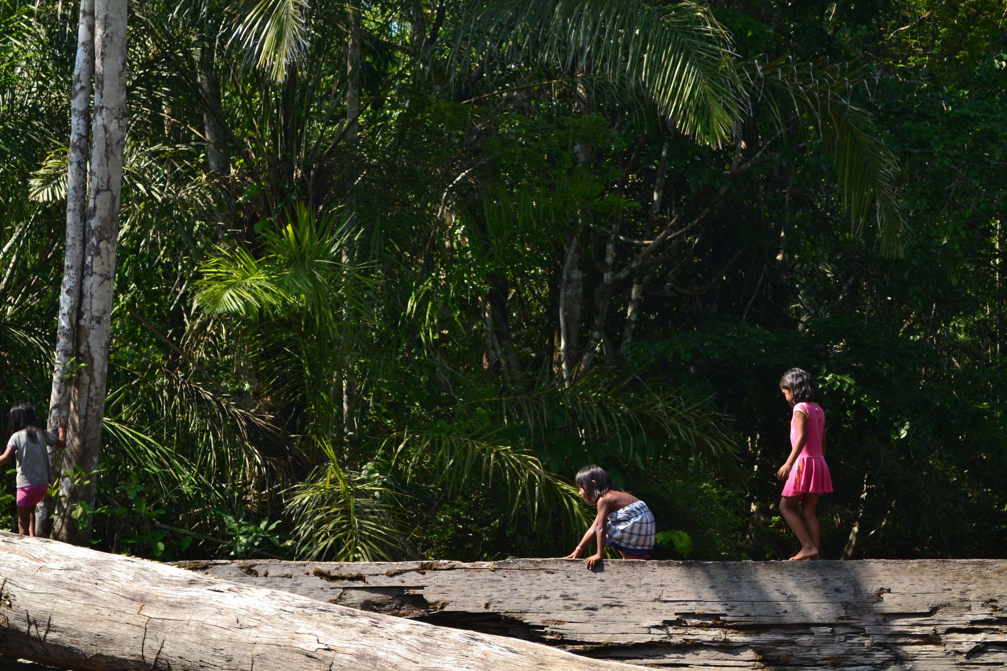 Evento gratuito debate protagonismo de indígenas e comunidades tradicionais na defesa da Amazônia