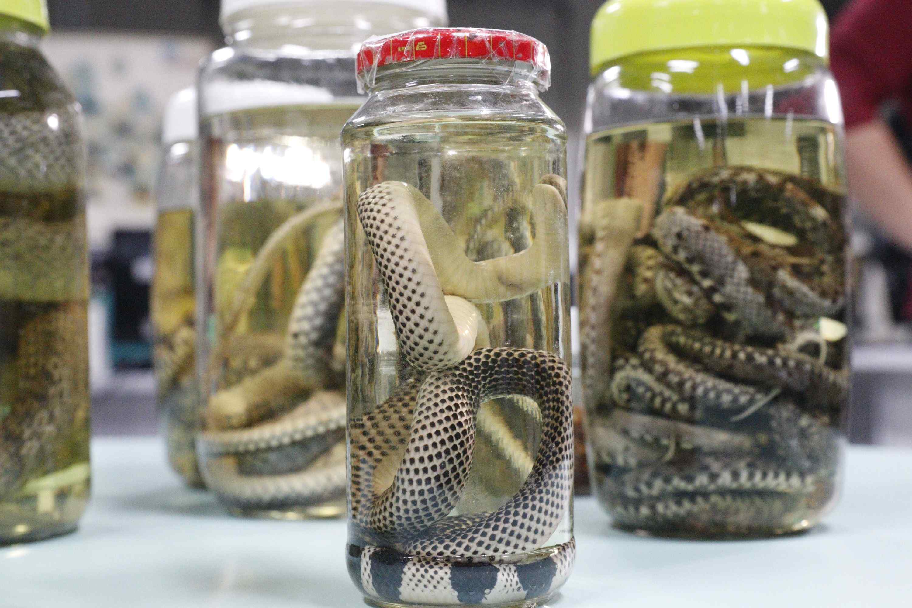 Serpentes, escorpiões e aranhas lideram acidentes com animais peçonhentos no AM