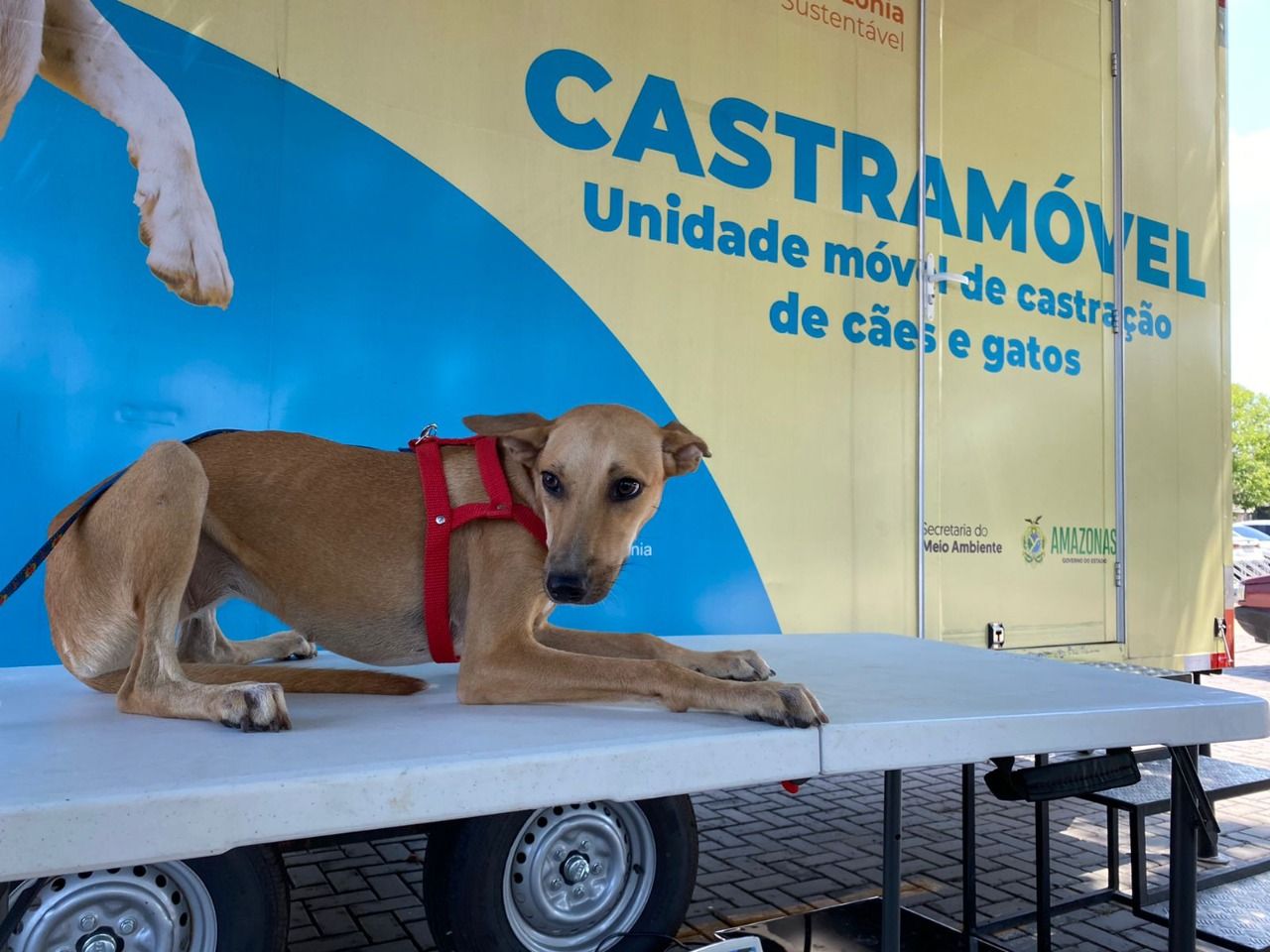Castramóvel atinge marca de 10 mil castrações realizadas no AM