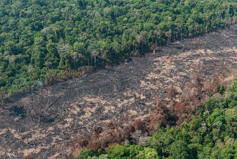 Desmatamento na Amazônia registra mais um recorde em dezembro