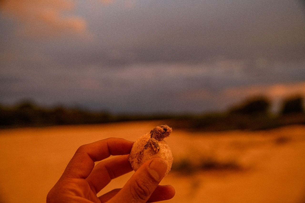 Cientistas da WCS fazem imagens incríveis do maior nascimento de tartarugas da Amazônia