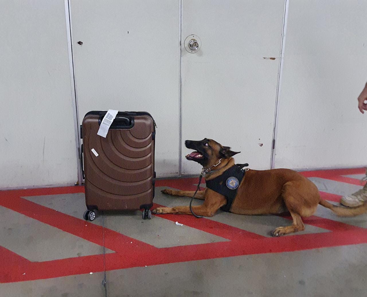 PF prende homem tentando embarcar com drogas no aeroporto de Manaus