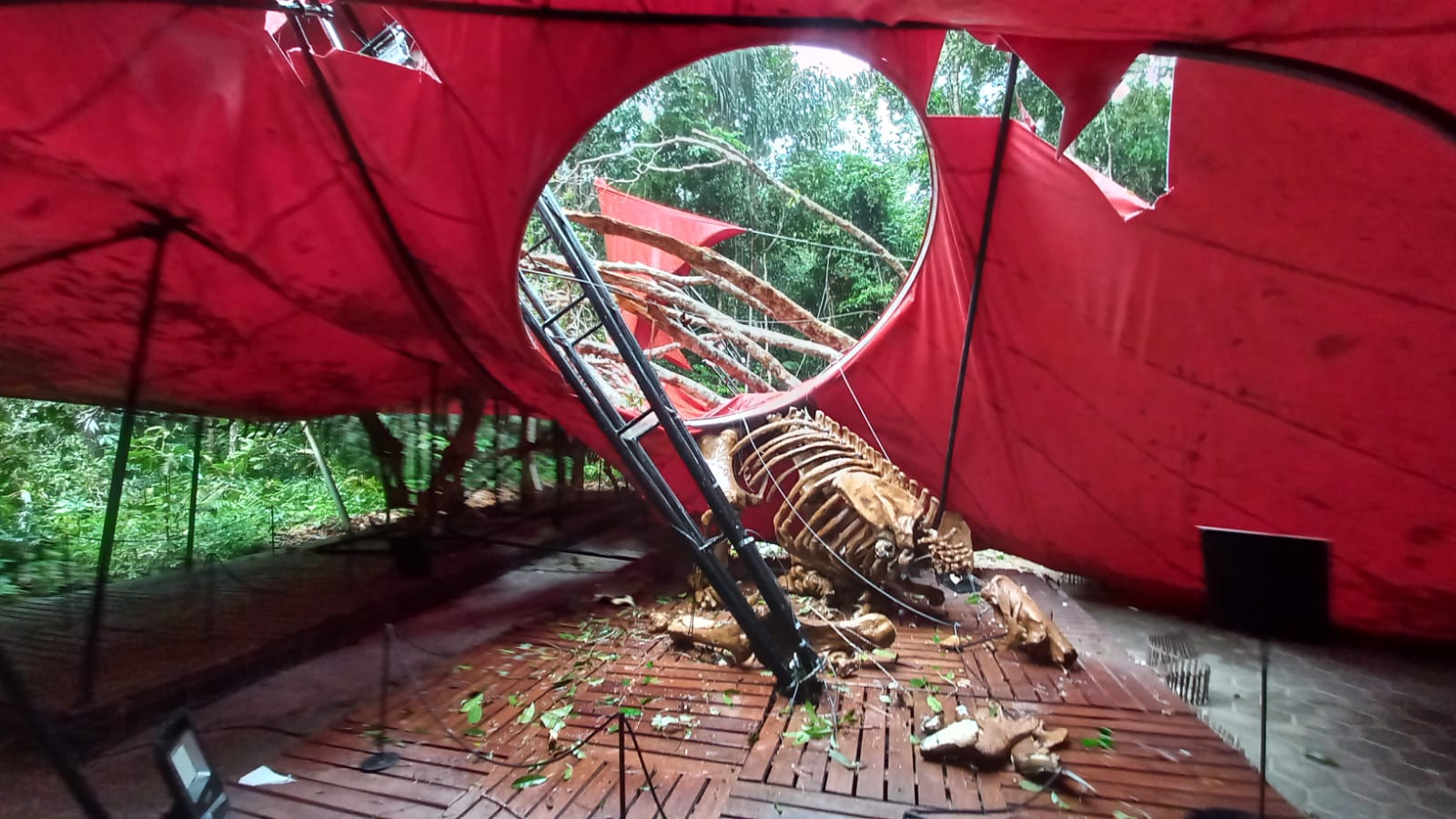 Árvore tomba em cima de tenda no Musa e danifica réplicas de dinossauro
