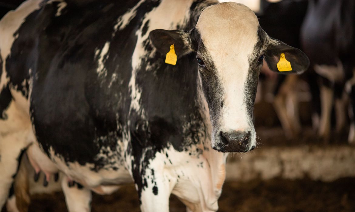 Vaca louca: ministério confirma que caso descoberto no PA é atípico
