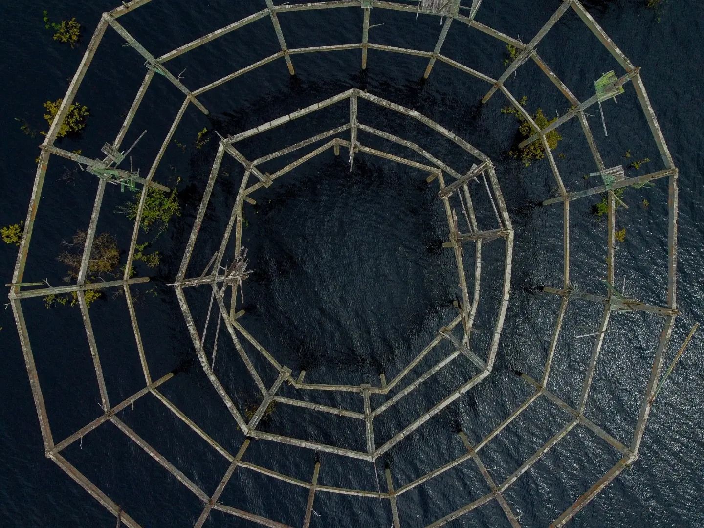 Ariaú Towers - Michael Dantas