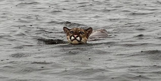 Vídeo: onça parda nada em rio do Amazonas e encanta ribeirinhos: ‘que linda!’