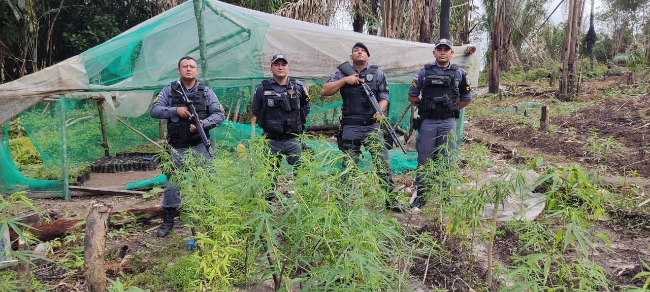 Polícia destrói plantação de maconha no Amazonas