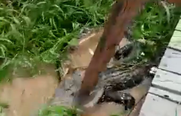 Vídeo: No Amazonas, jacaré é atacado a pauladas e chamado de malandro