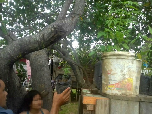 Casal tinha pé de maconha em casa