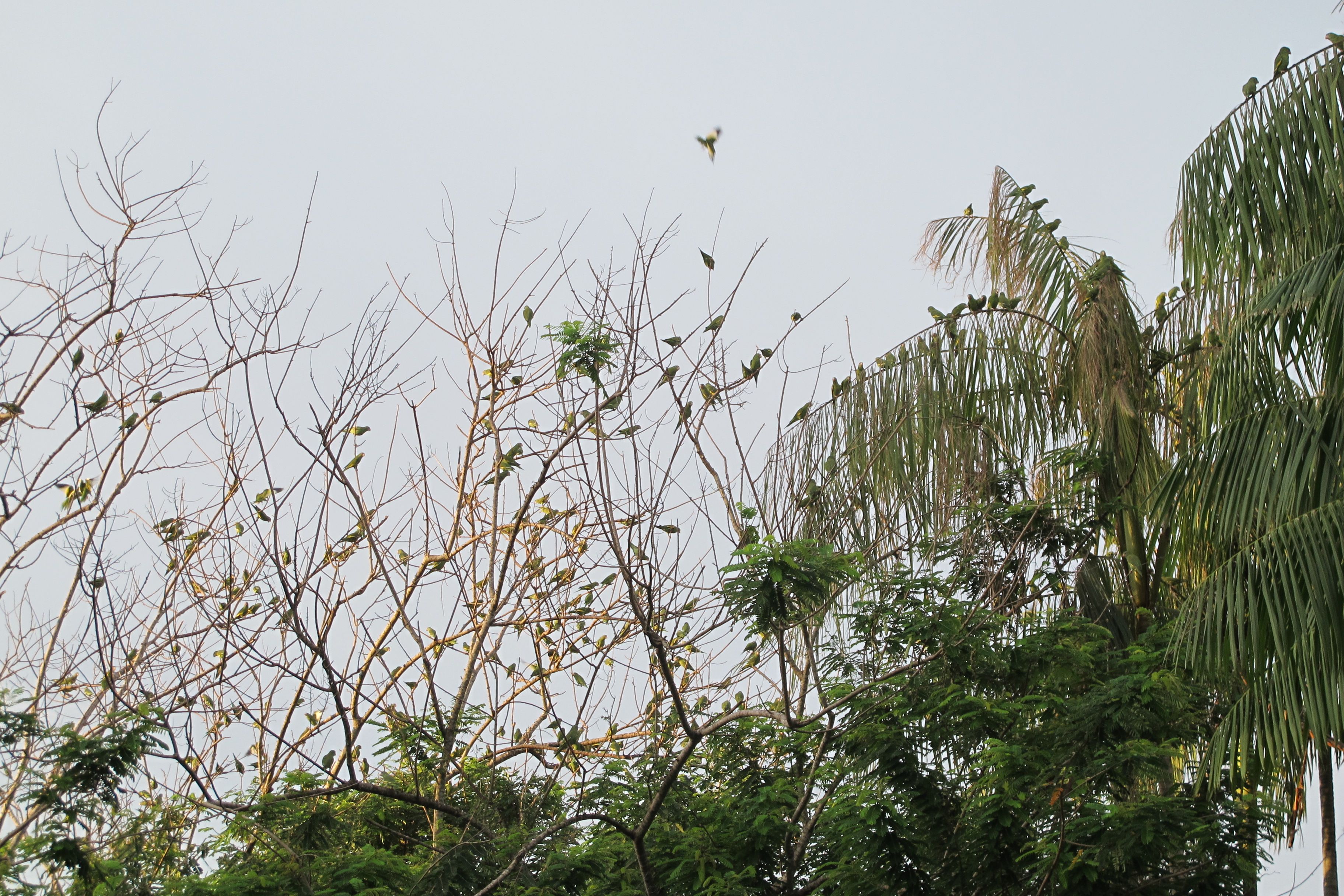 Imprudência continua matando aves no V8