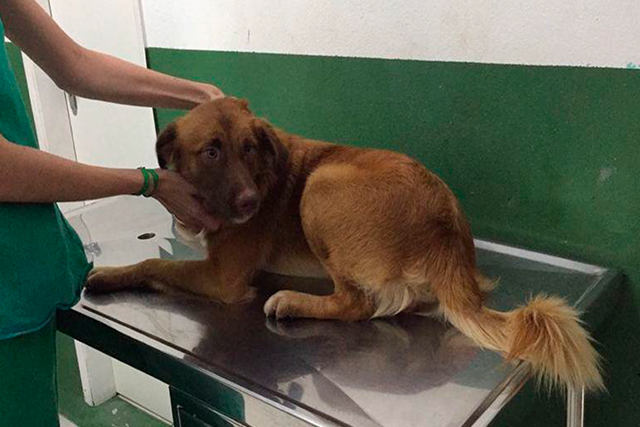 Polícia procura homem que deu pauladas em cachorro