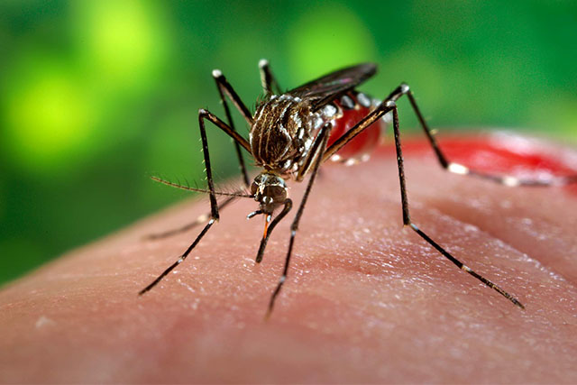 Casos relacionados ao Aedes caem 74,3%