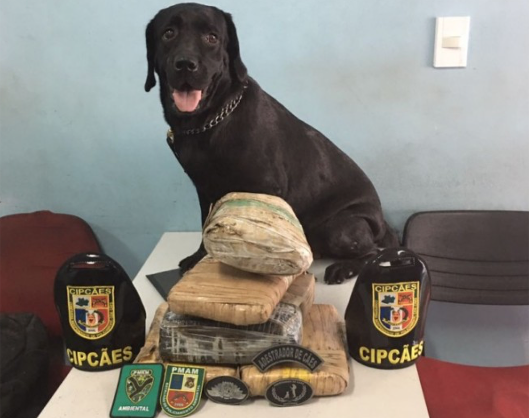 Droga e pescado ilegal são apreendidos dentro de embarcação no porto de Manaus