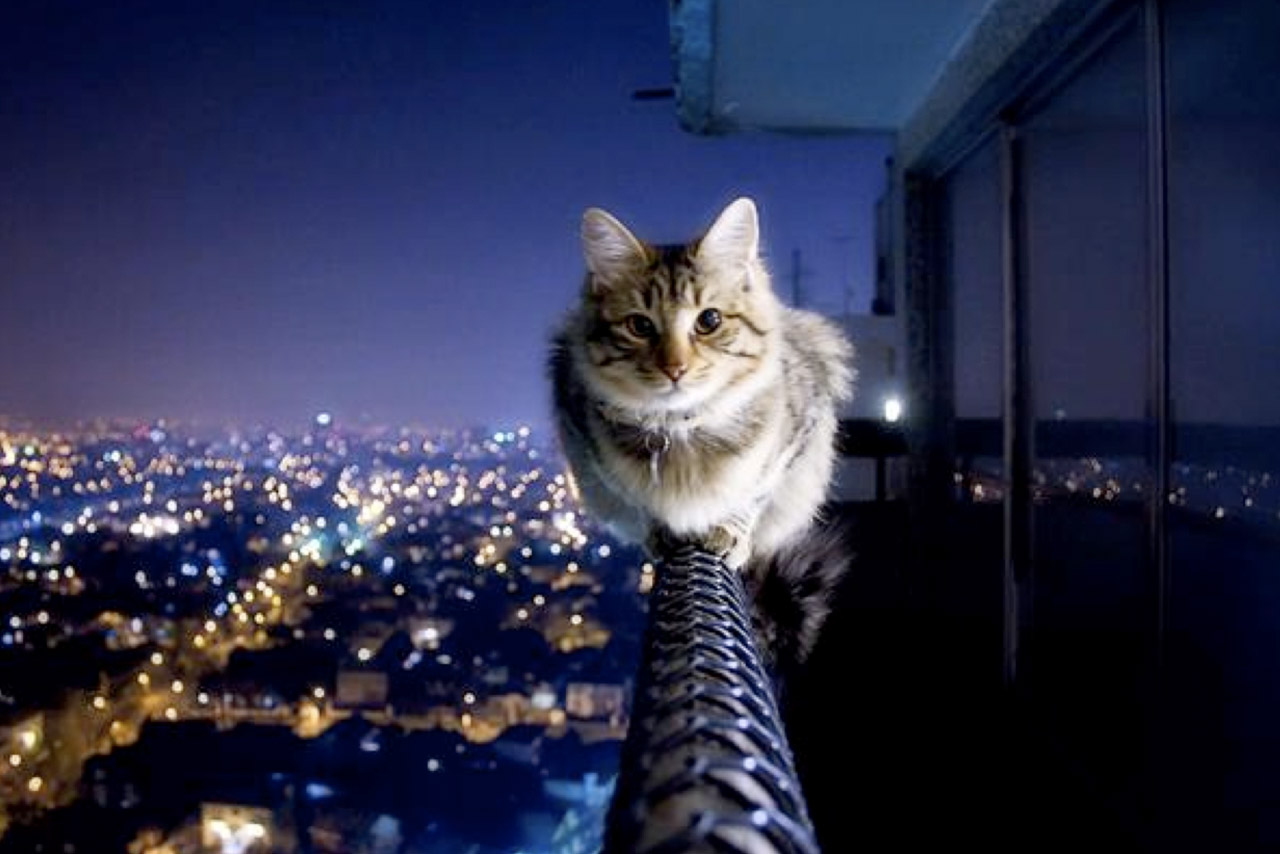 Dito &#038; Feito &#8211; Quem paga &#8216;gato&#8217;?