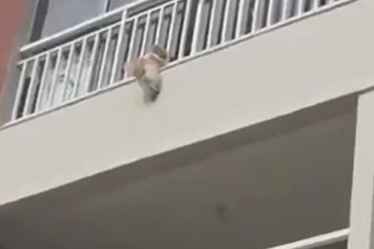 Cadela cai de varanda e é salva por moradores