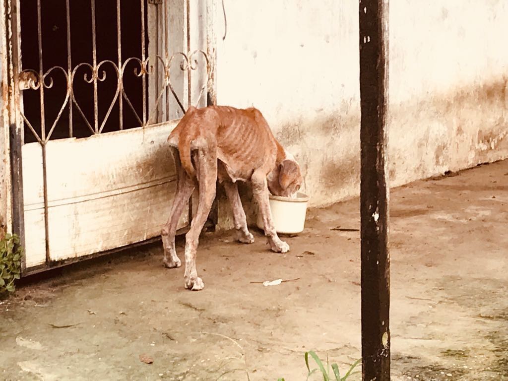 Após denúncias, Polícia Civil identifica sete casos de maus-tratos a animais