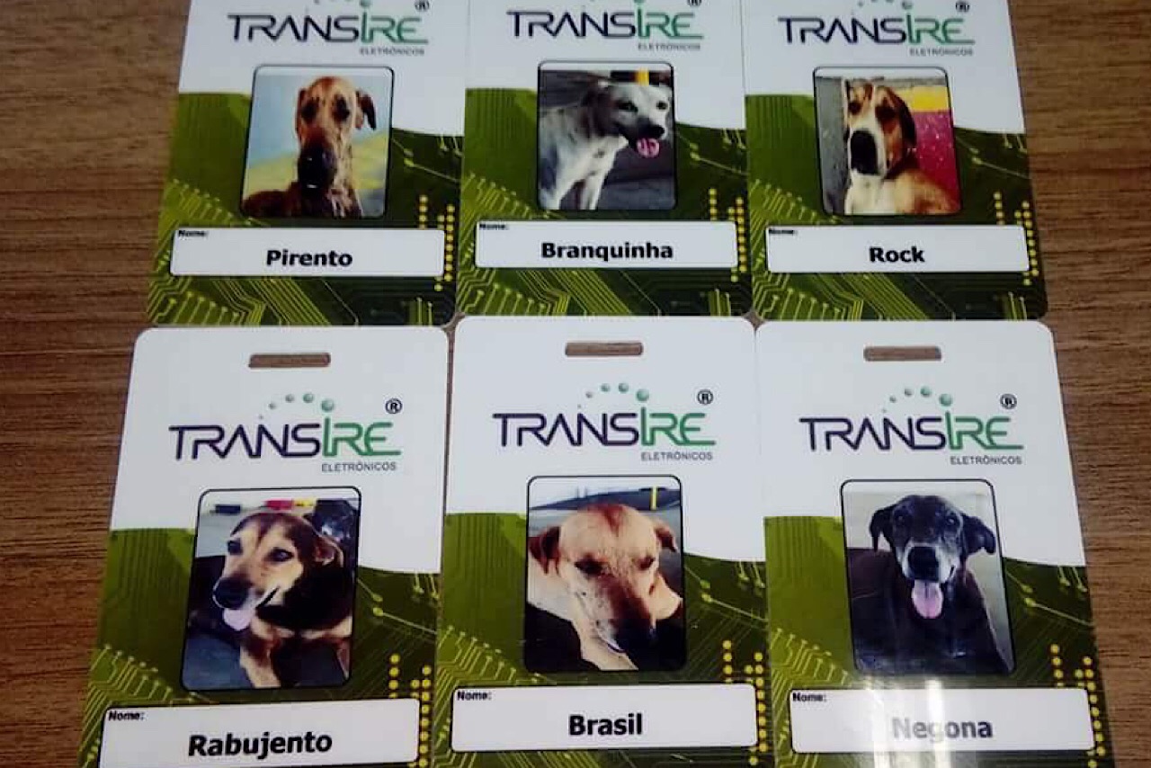 Cachorros que moram em empresa de Manaus ganham crachás