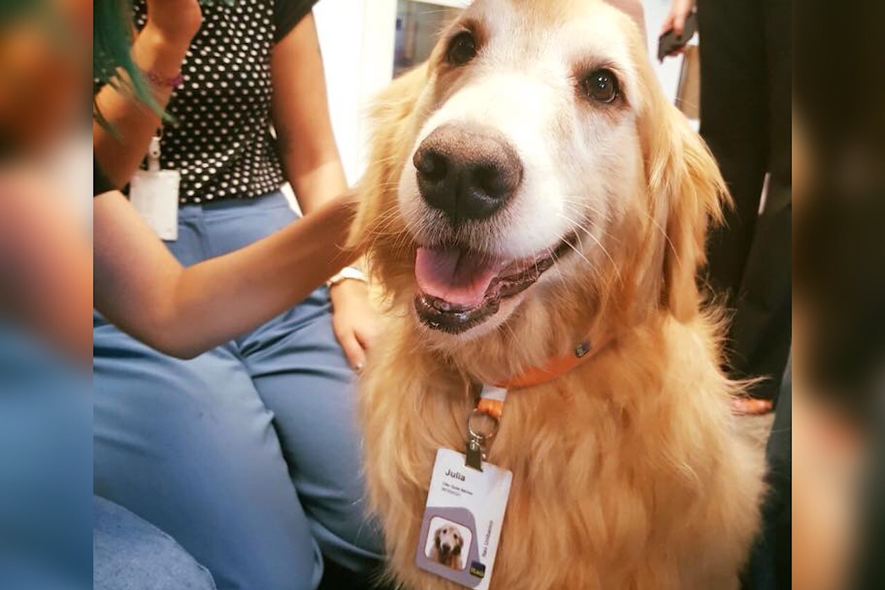 Cadelinha é contratada por banco e torna-se a funcionária mais querida da empresa