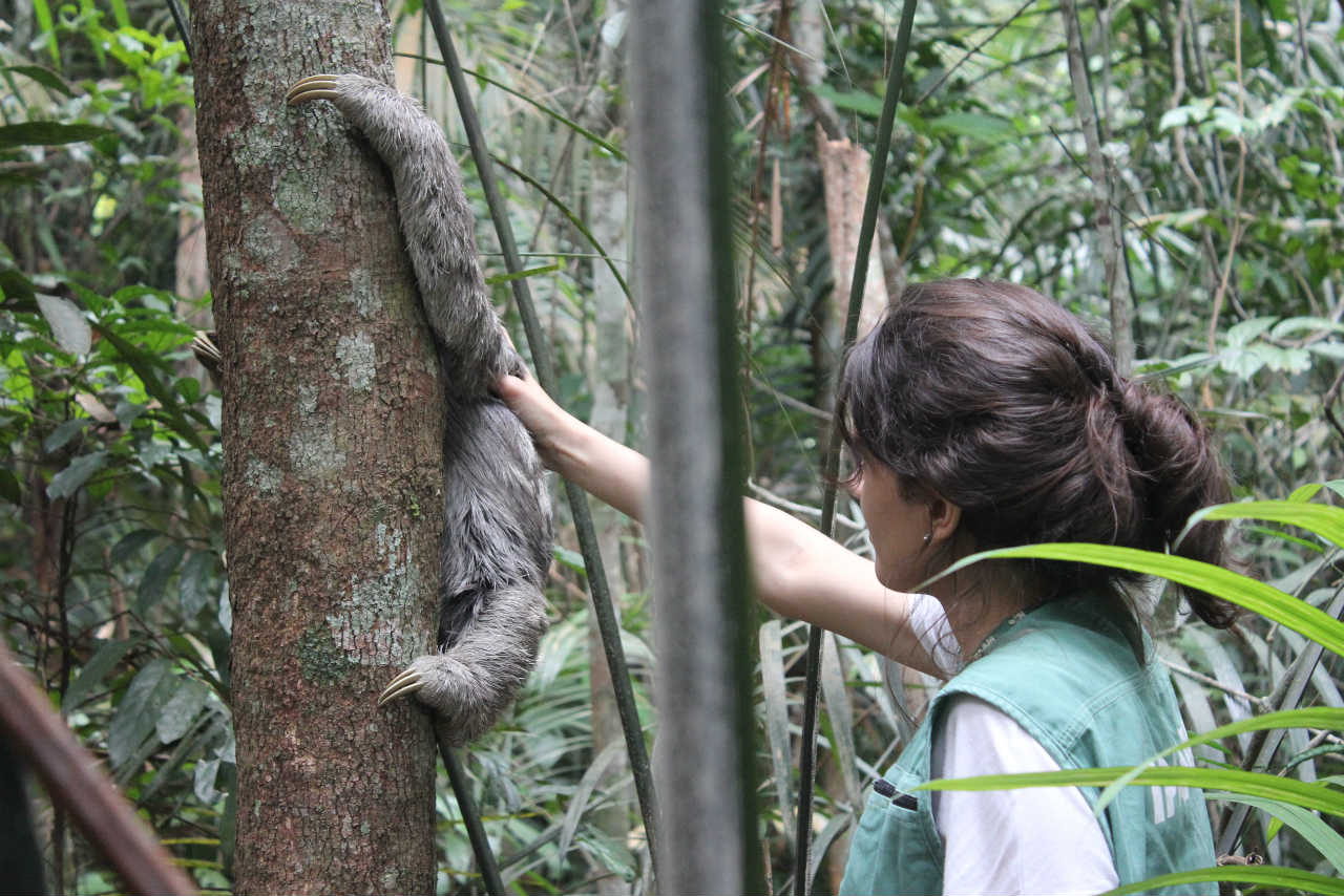 Sauim-de-coleira e preguiça são resgatados na zona leste de Manaus