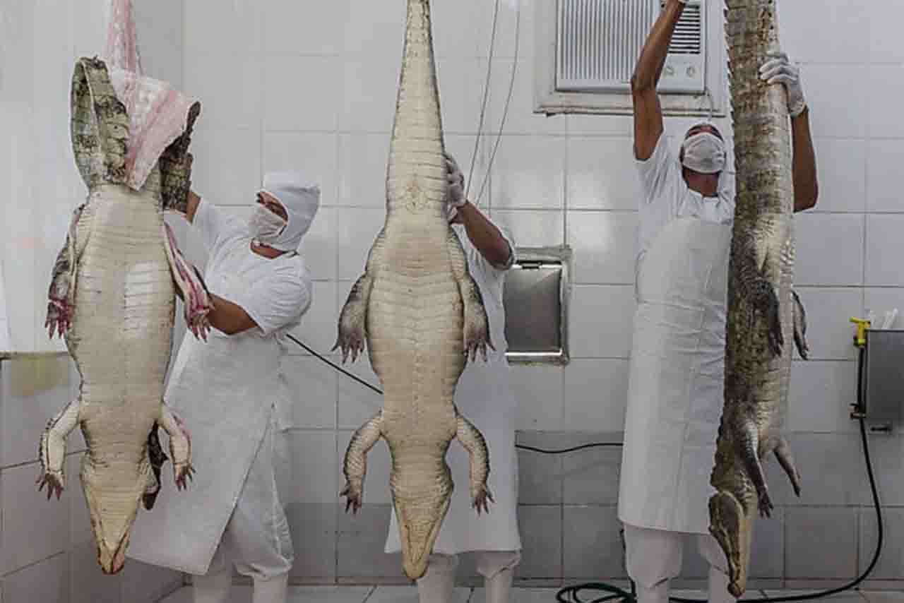 Carne de jacaré será vendida em supermercados de Manaus