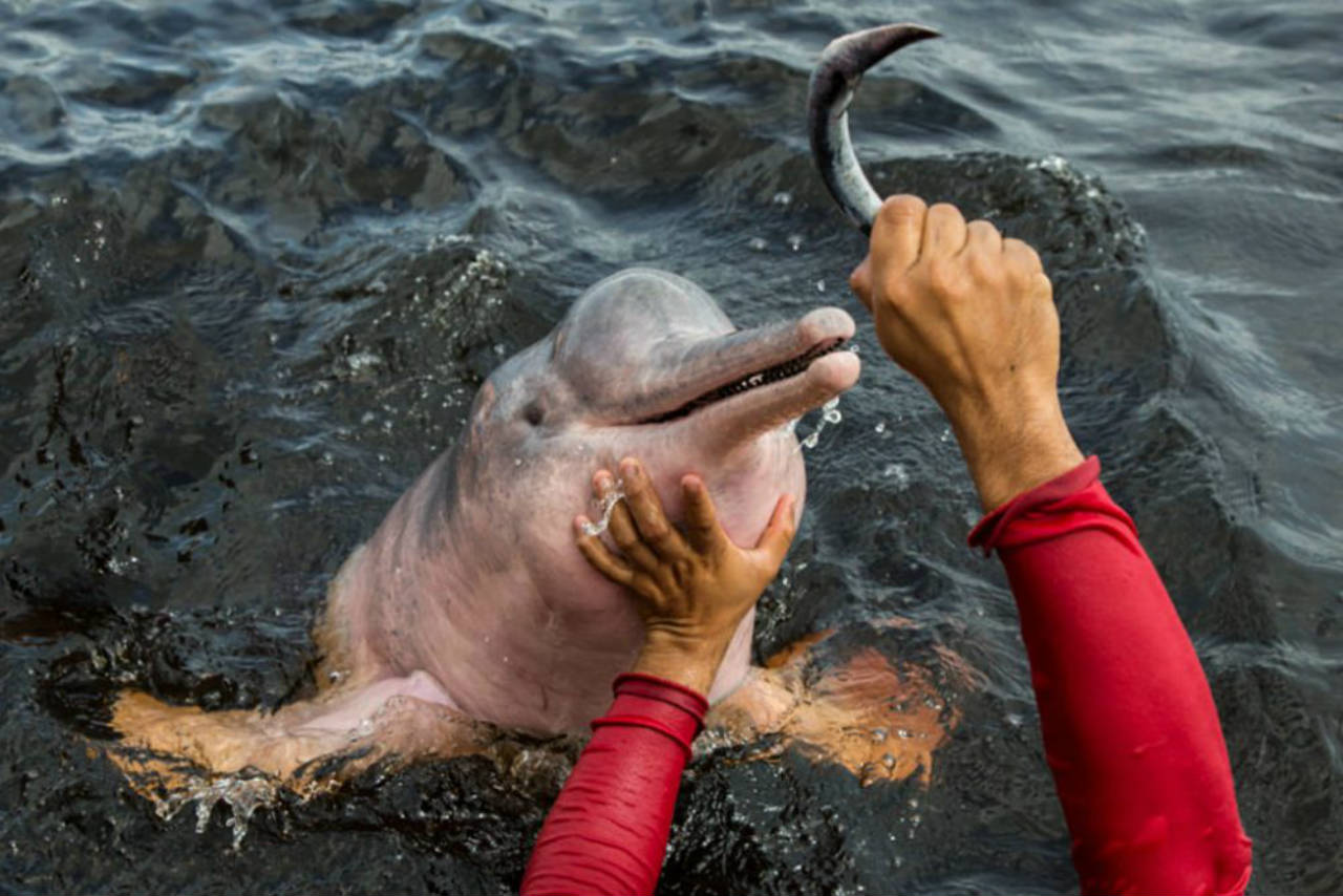 MPF pede que turistas não tenham mais contato com animais silvestres no Amazonas