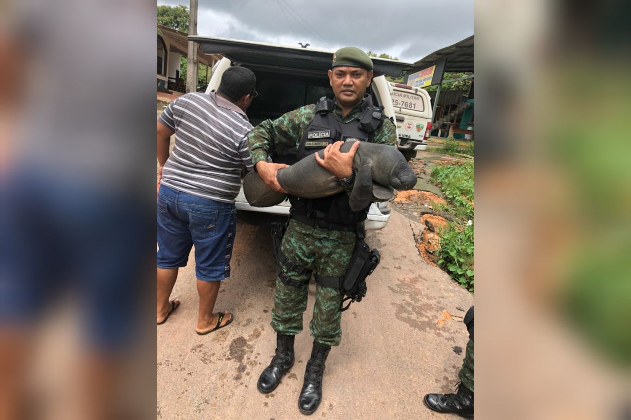Filhote de peixe-boi é resgatado no interior do Amazonas