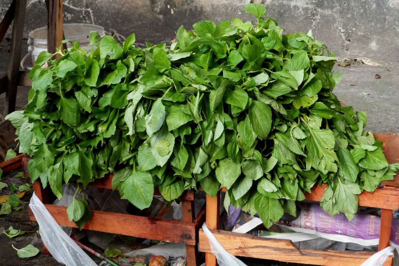 Patente dos EUA sobre a planta jambu é fake news