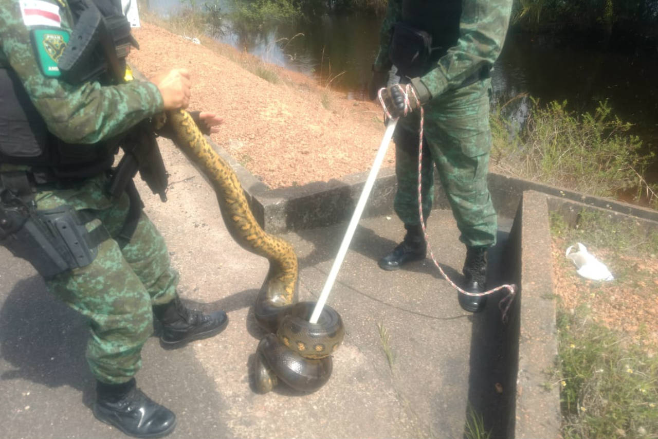 Polícia Ambiental captura sucuri de 3 metros no Viver Melhor