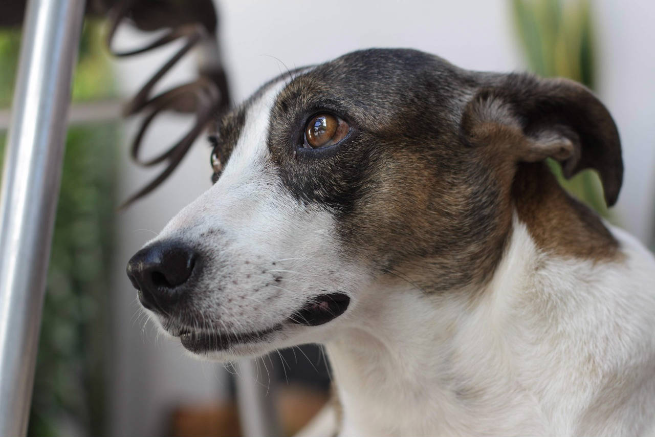 Ongs de Manaus promovem 2ª edição do &#8220;Projeto de Castração Solidária&#8221;