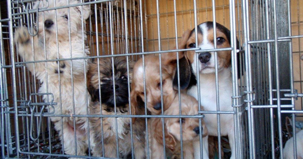 Projeto de Lei do Senado quer proibir venda de animais de estimação nas ruas