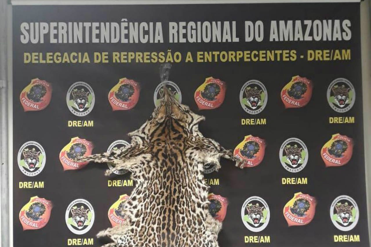 Policial do RJ é detido em Manaus ao tentar embarcar com pele de gato-maracajá