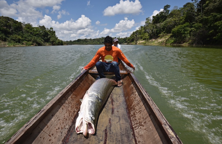 Pirarucu manejado do Médio Juruá será vendido a preços populares