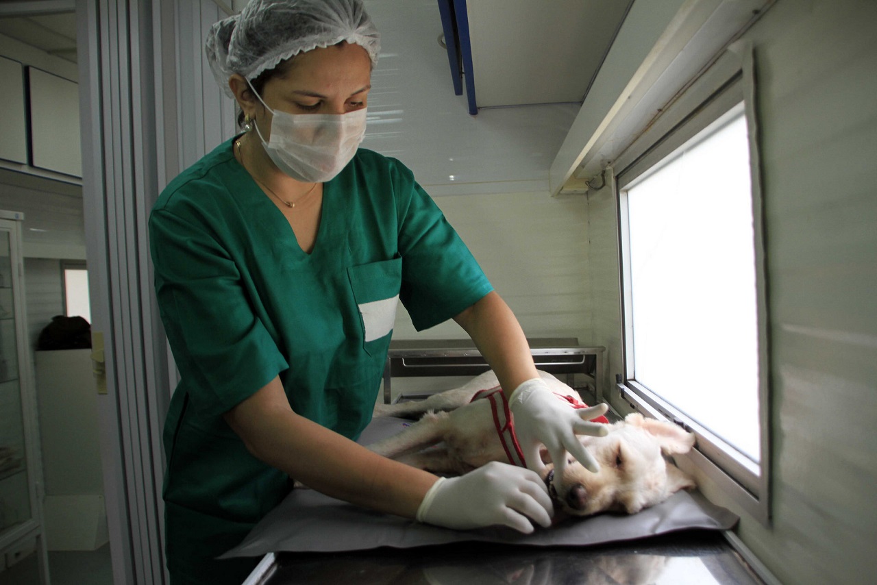 Serviço de castração gratuita de cães e gatos é retomado em Manaus
