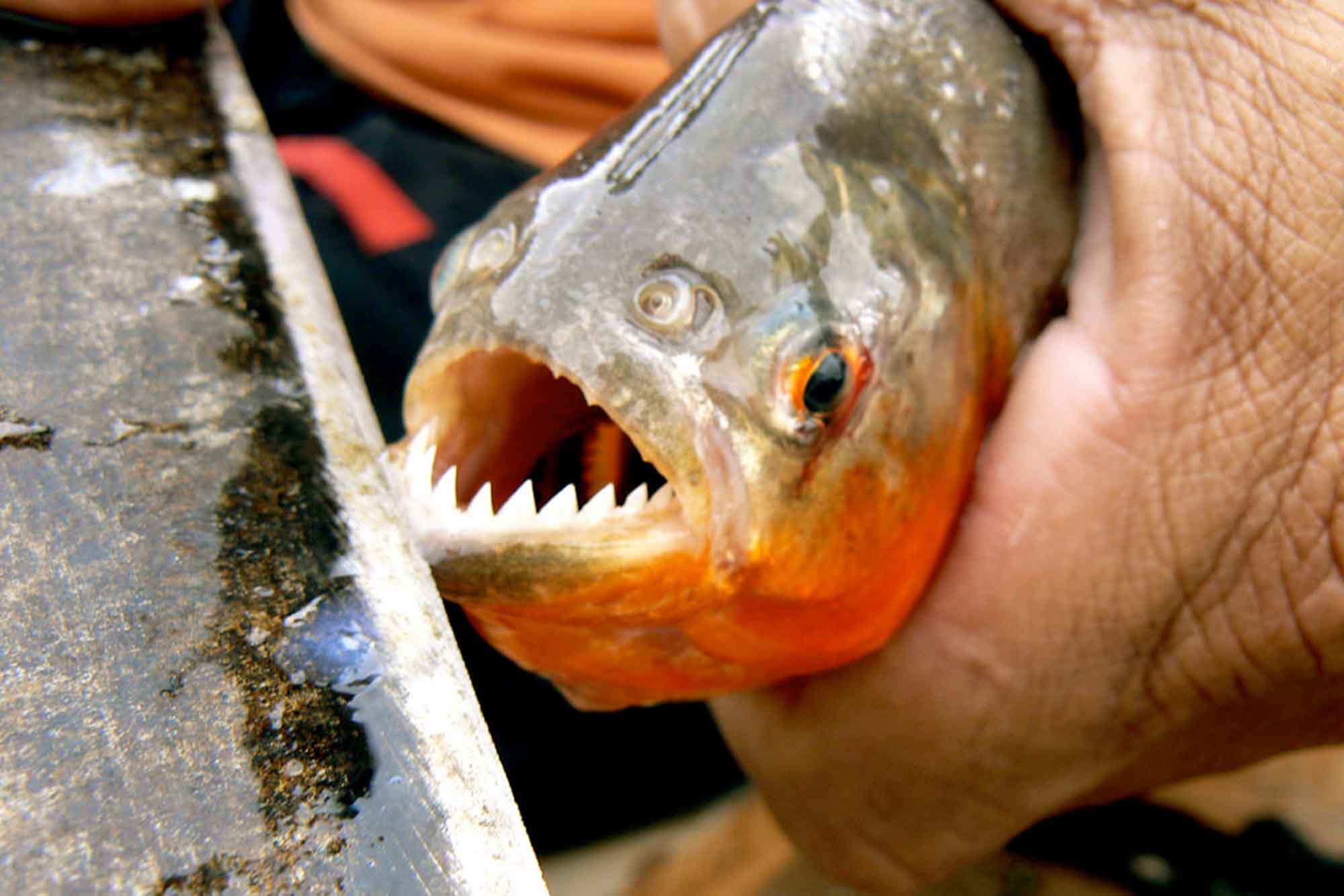 Cuidado, piranhas estão atacando em rios do Amazonas nesta época