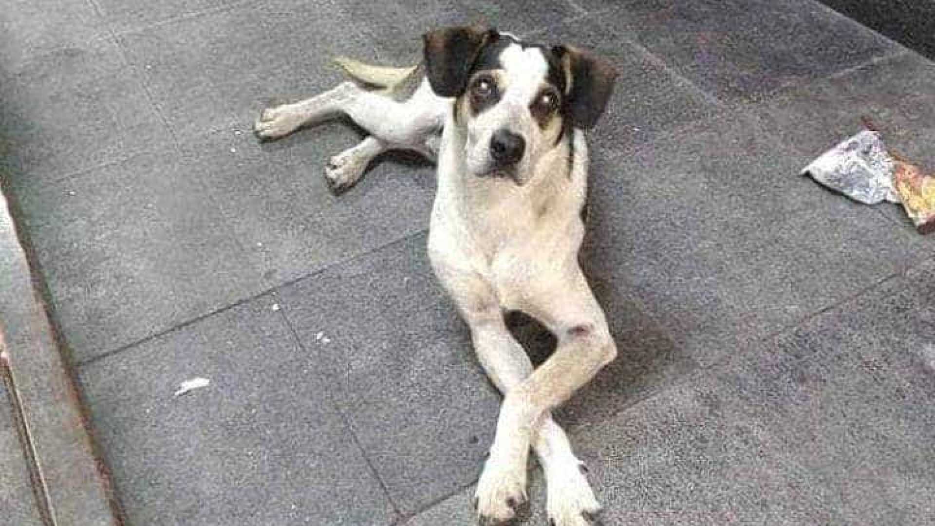 Ministério Público abre inquérito para apurar morte de cadela em unidade do Carrefour