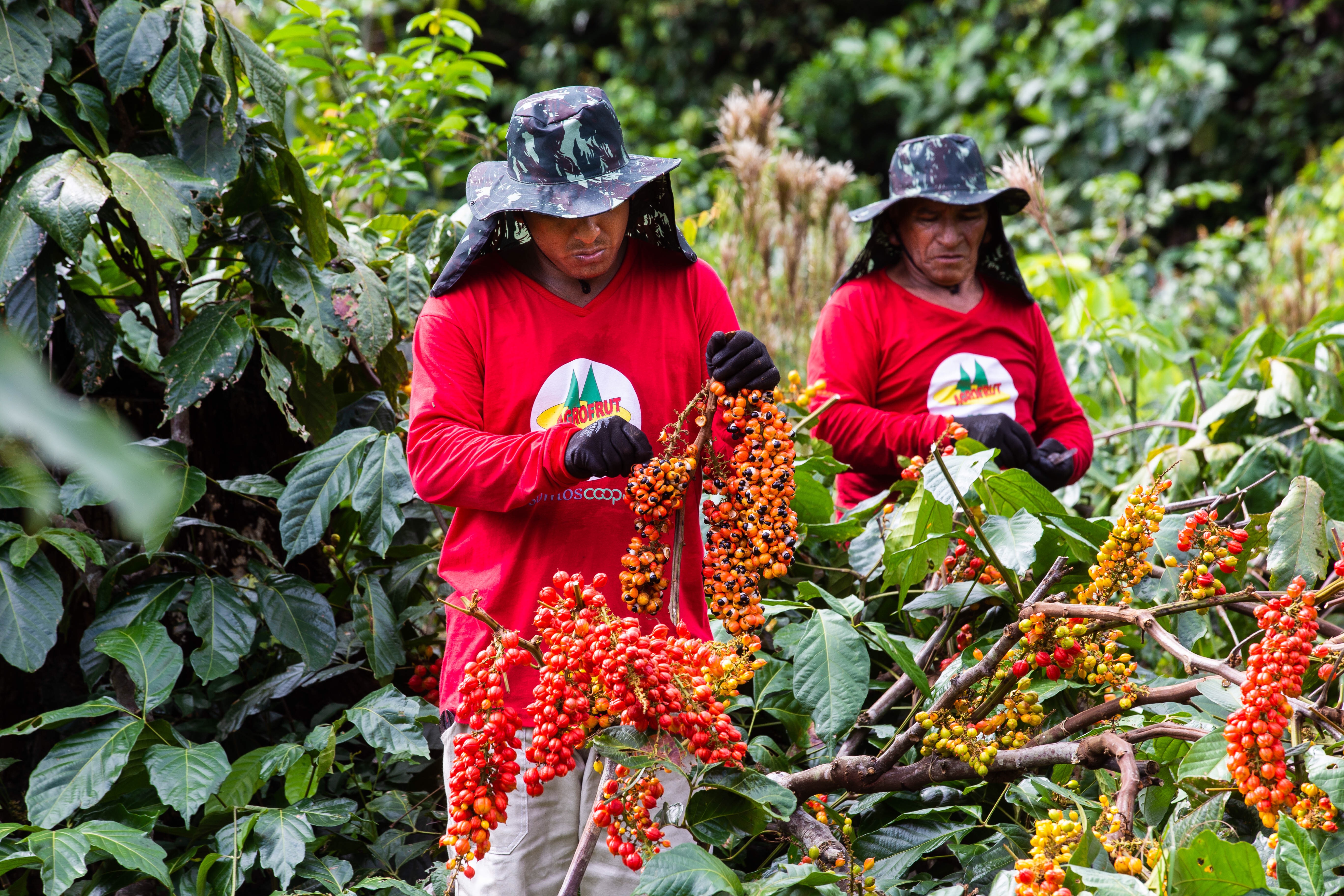 Colheita do guaraná gera empregos temporários em 12 municípios