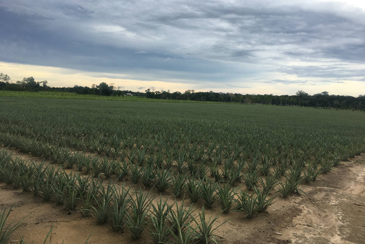 Amazonas é o segundo maior produtor de abacaxi da região norte