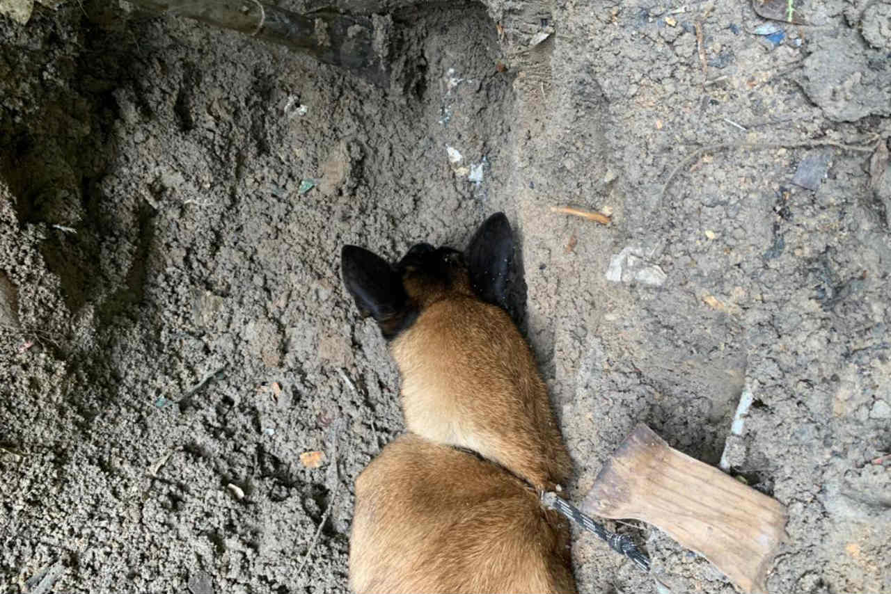 Cão farejador encontra corpo enterrado em fossa na zona Leste de Manaus