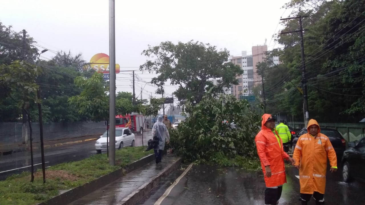Van derruba árvore durante forte chuva em Manaus