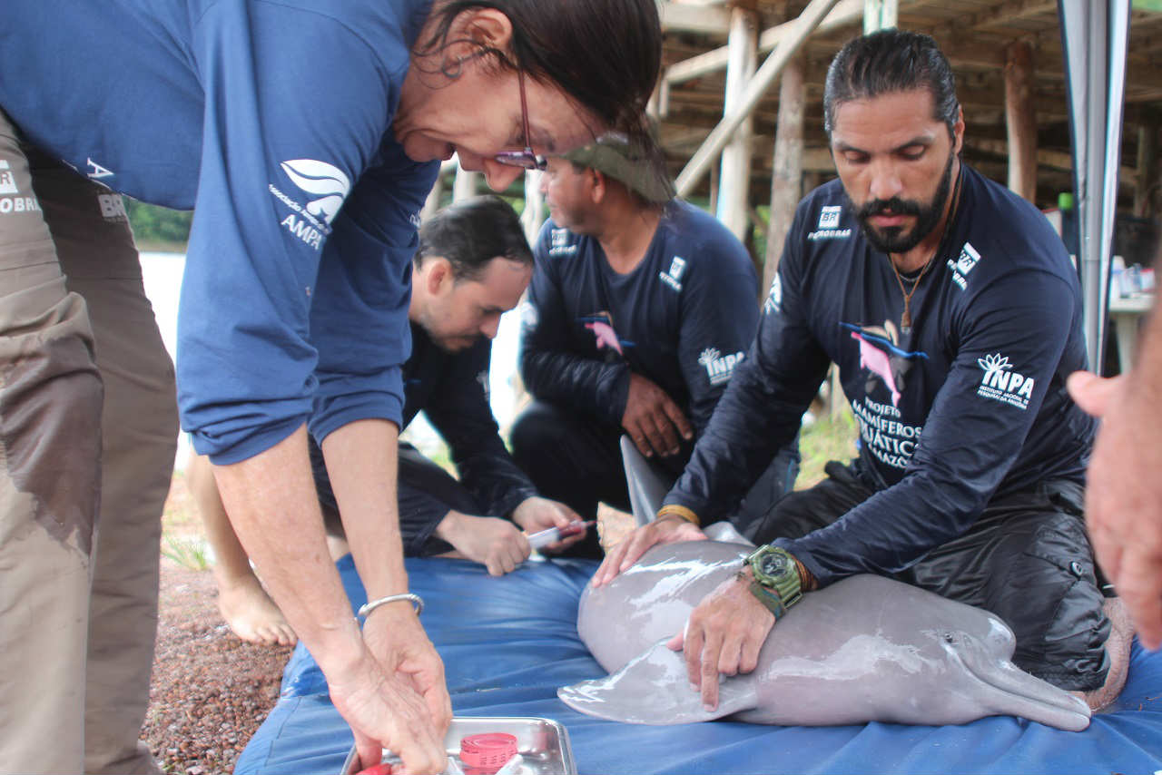Botos vermelhos são capturados no Amazonas para coleta de dados